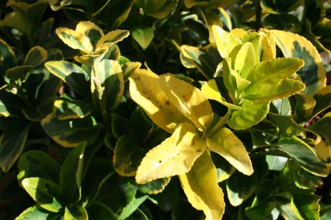 Golden Euonymus in a pot going up my front steps